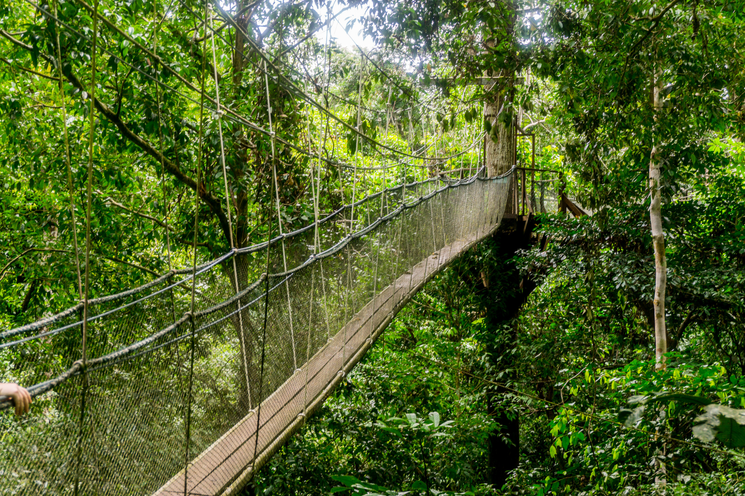 semenggoh nature reserve (4).webp